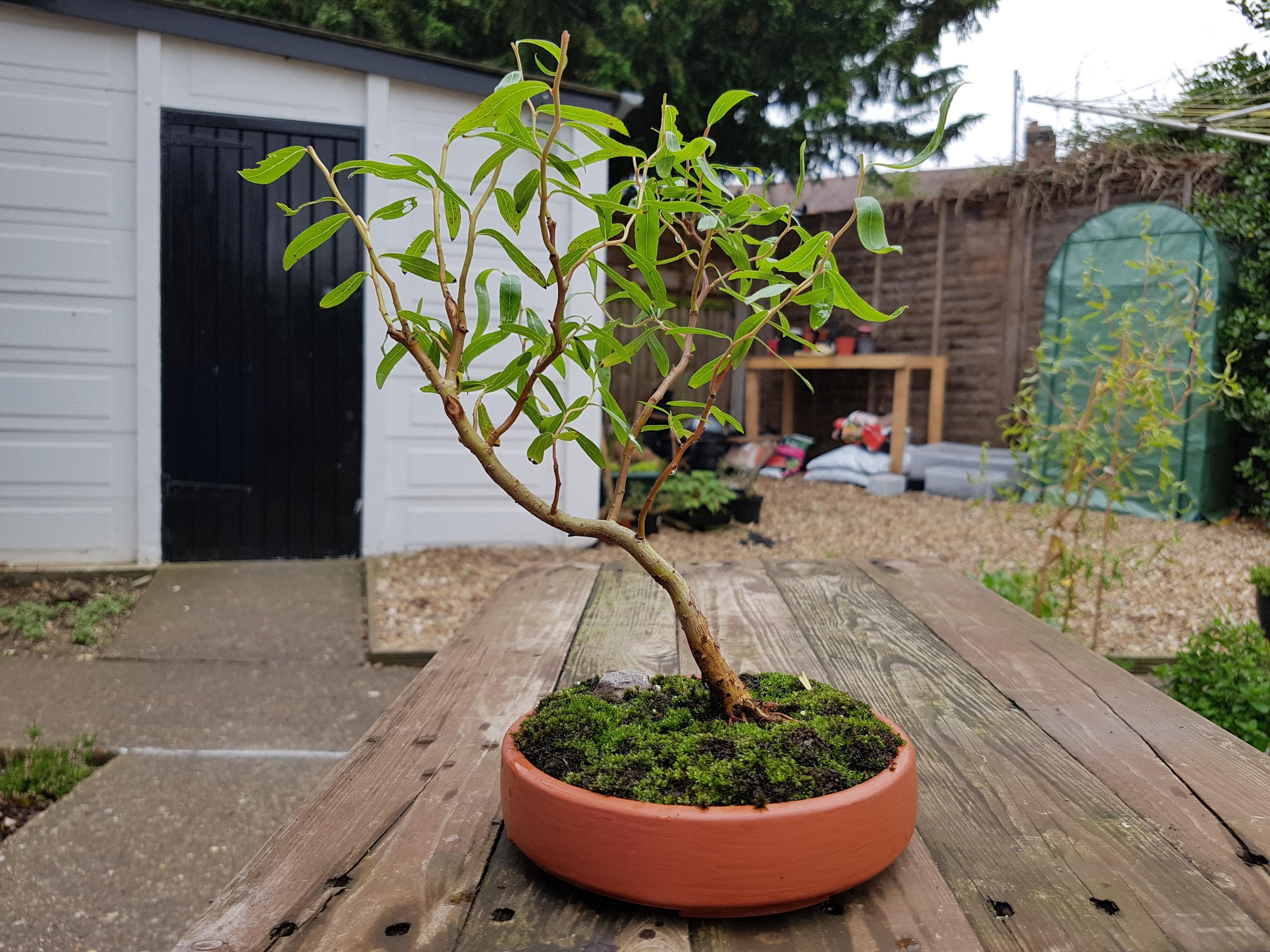 Circular Bonsai Pot - No Support Print, With Drainage Holes