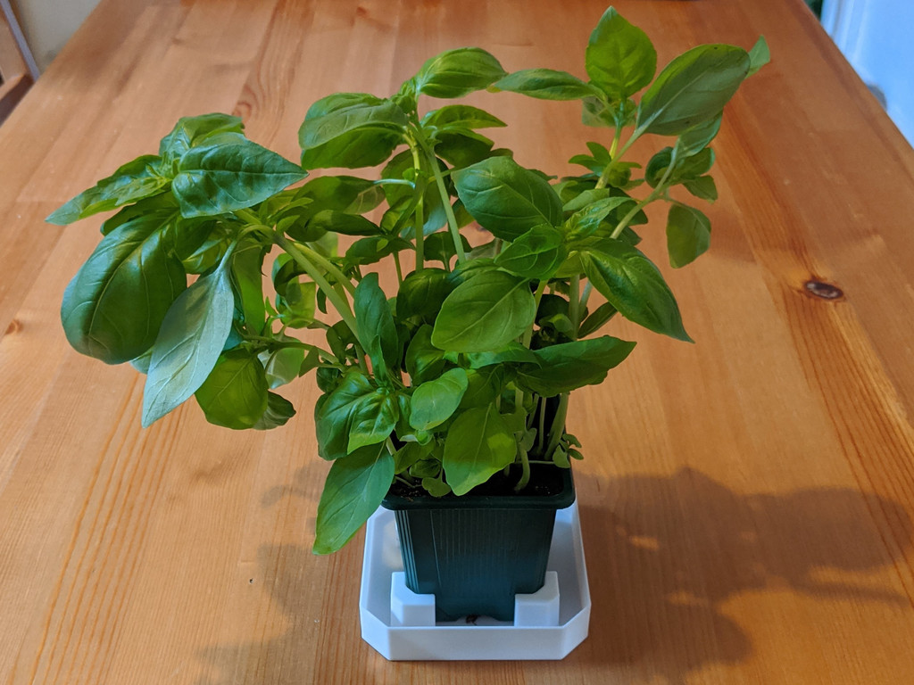 Supermarket Potted Herb Tray
