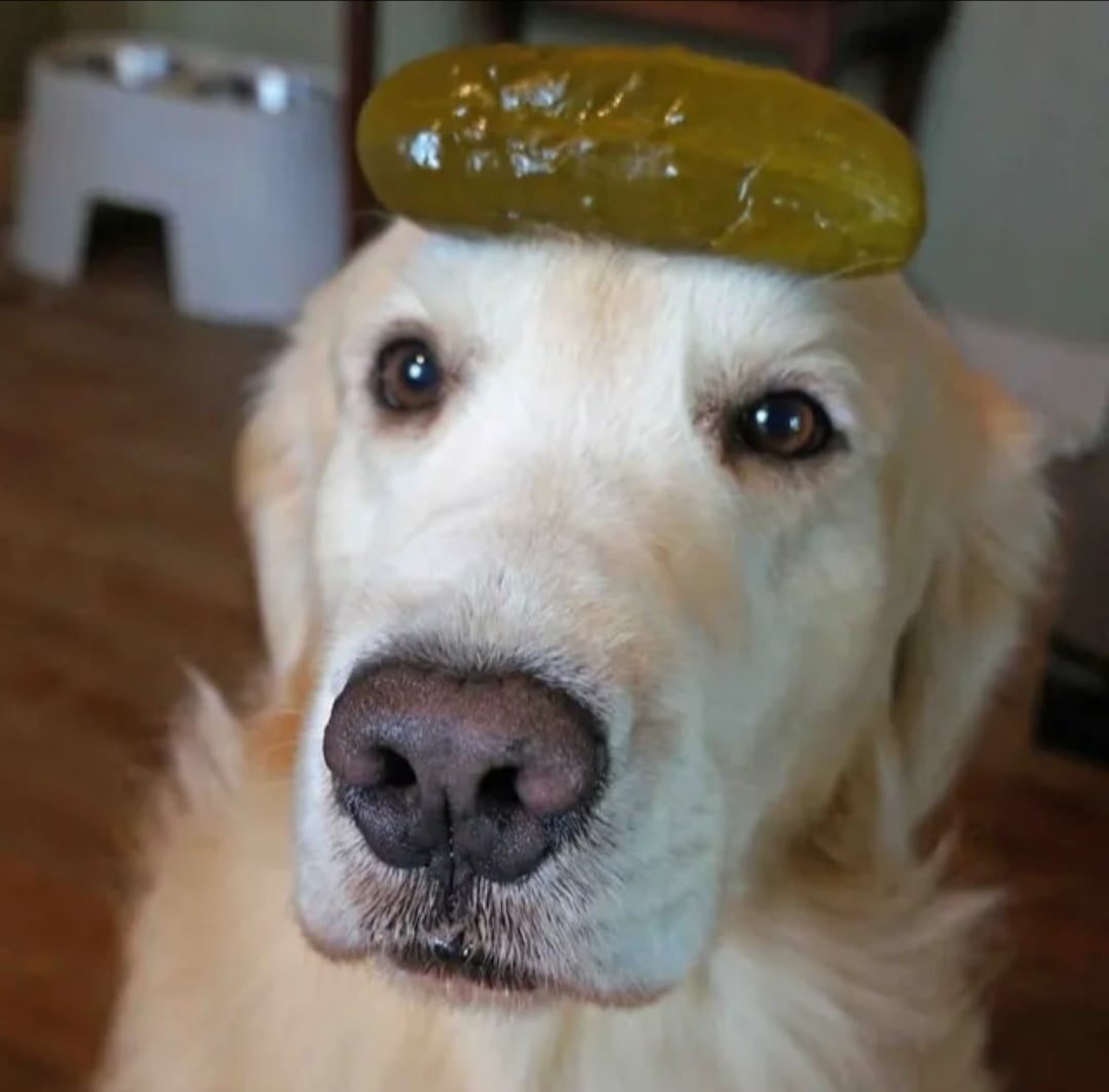 pickle_dog