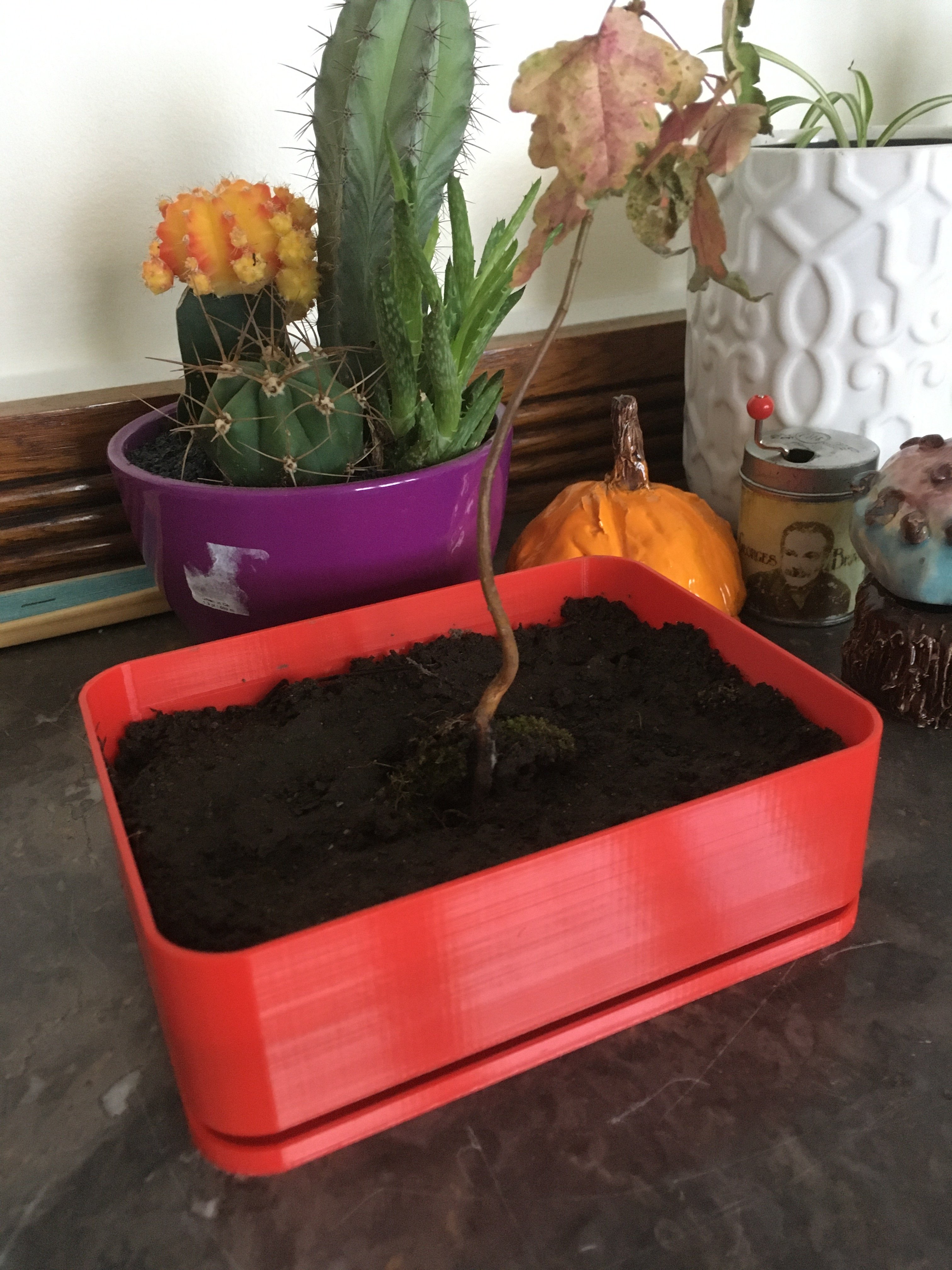 Bonsai Pot (apple style) with humidity tray