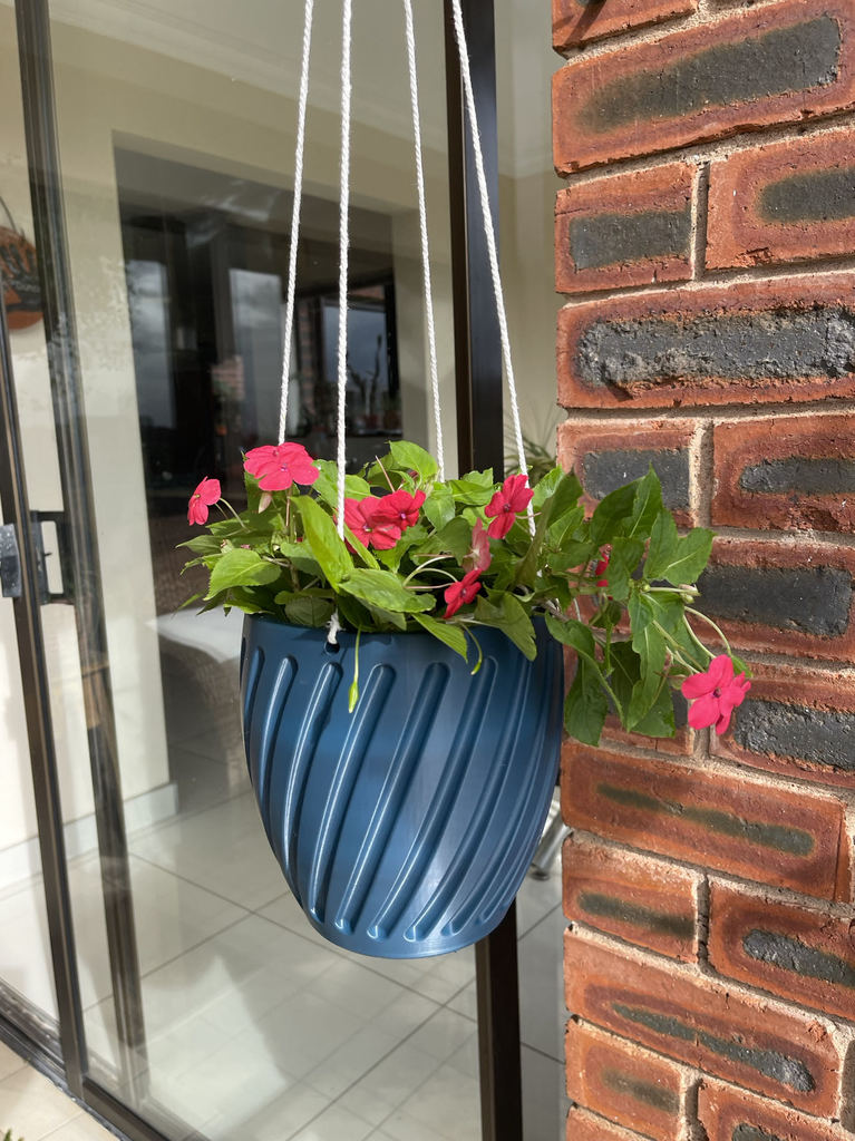 Hanging Pot Plant