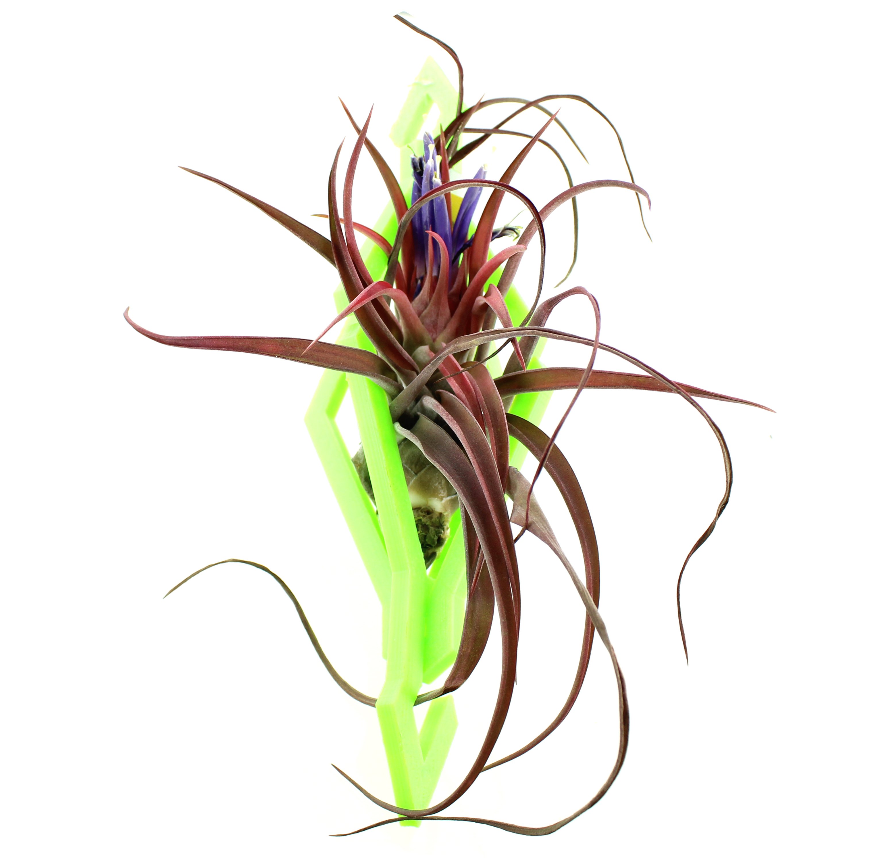 Air Plant Hangar