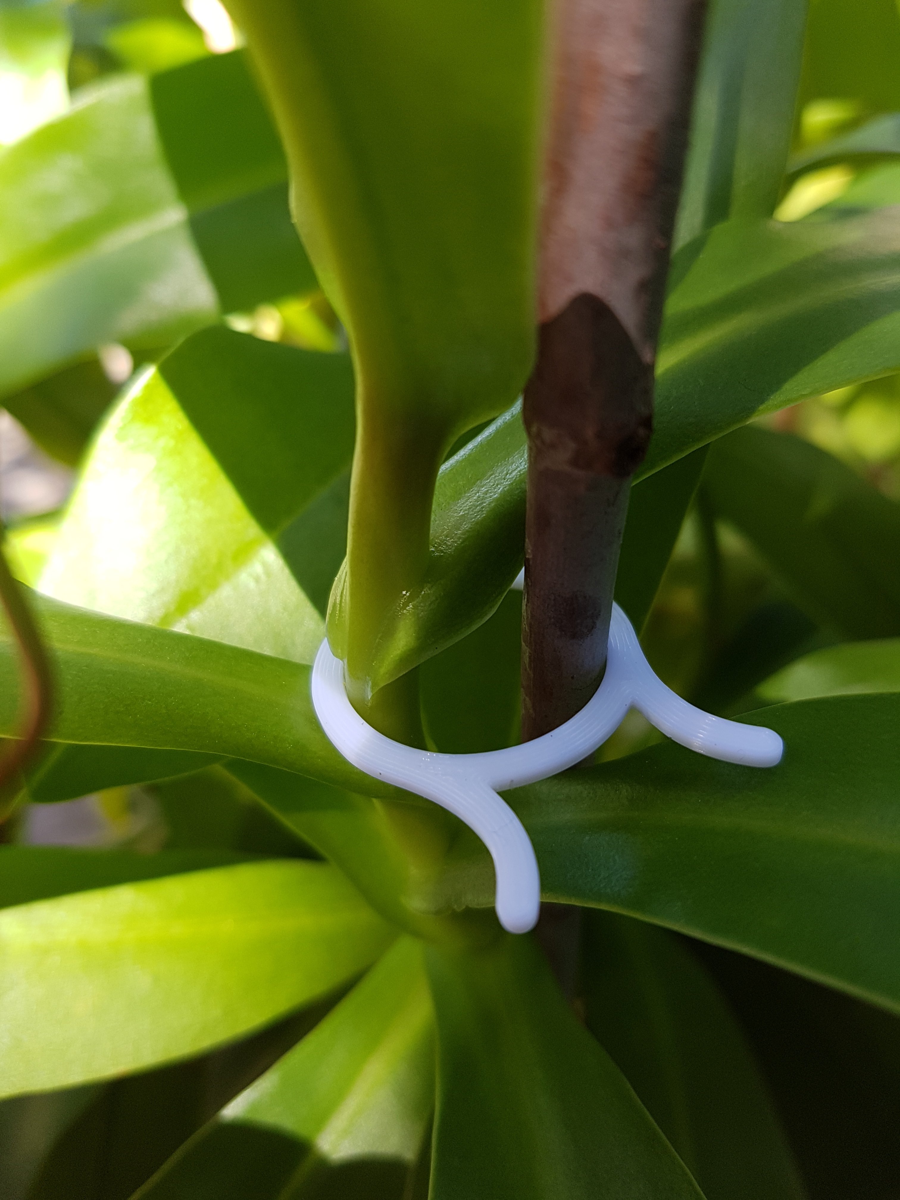 Plant Clip