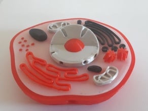 Multi-Color Mini Animal Cell - fixed floating parts