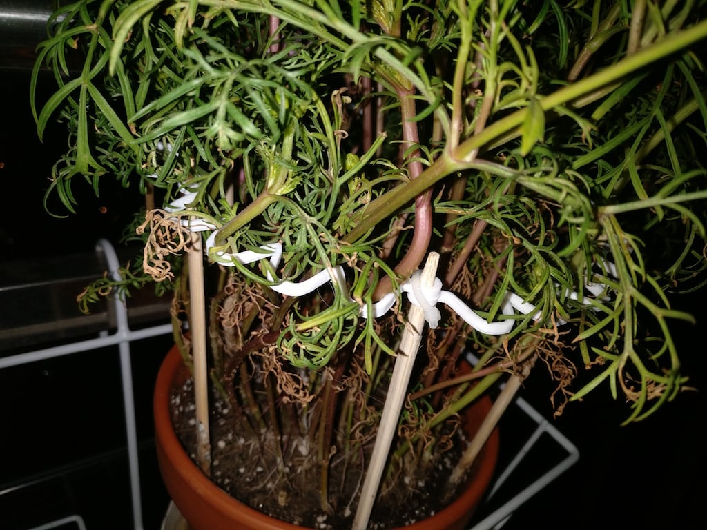Customisable wavy plant support
