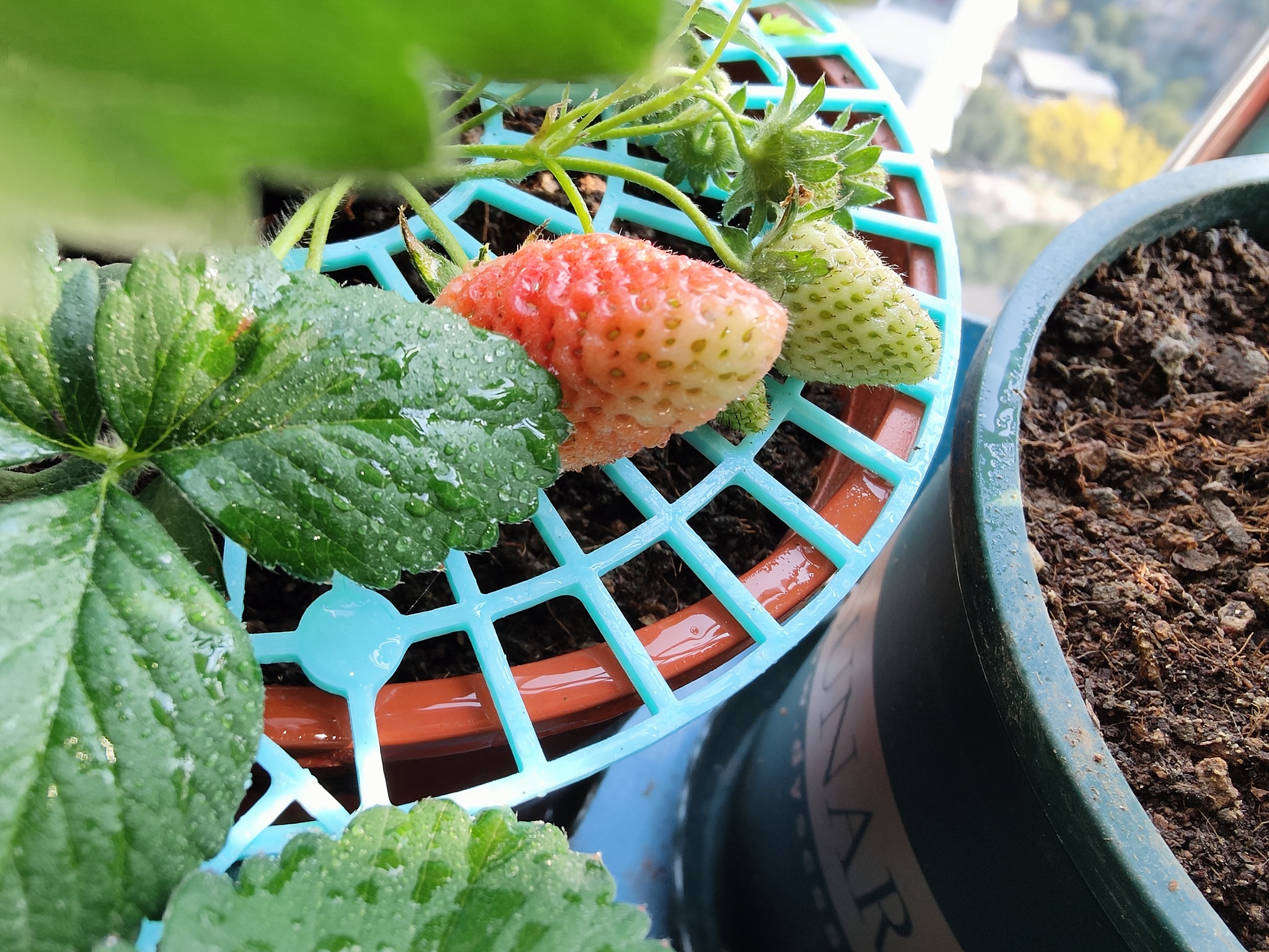 Strawberry support