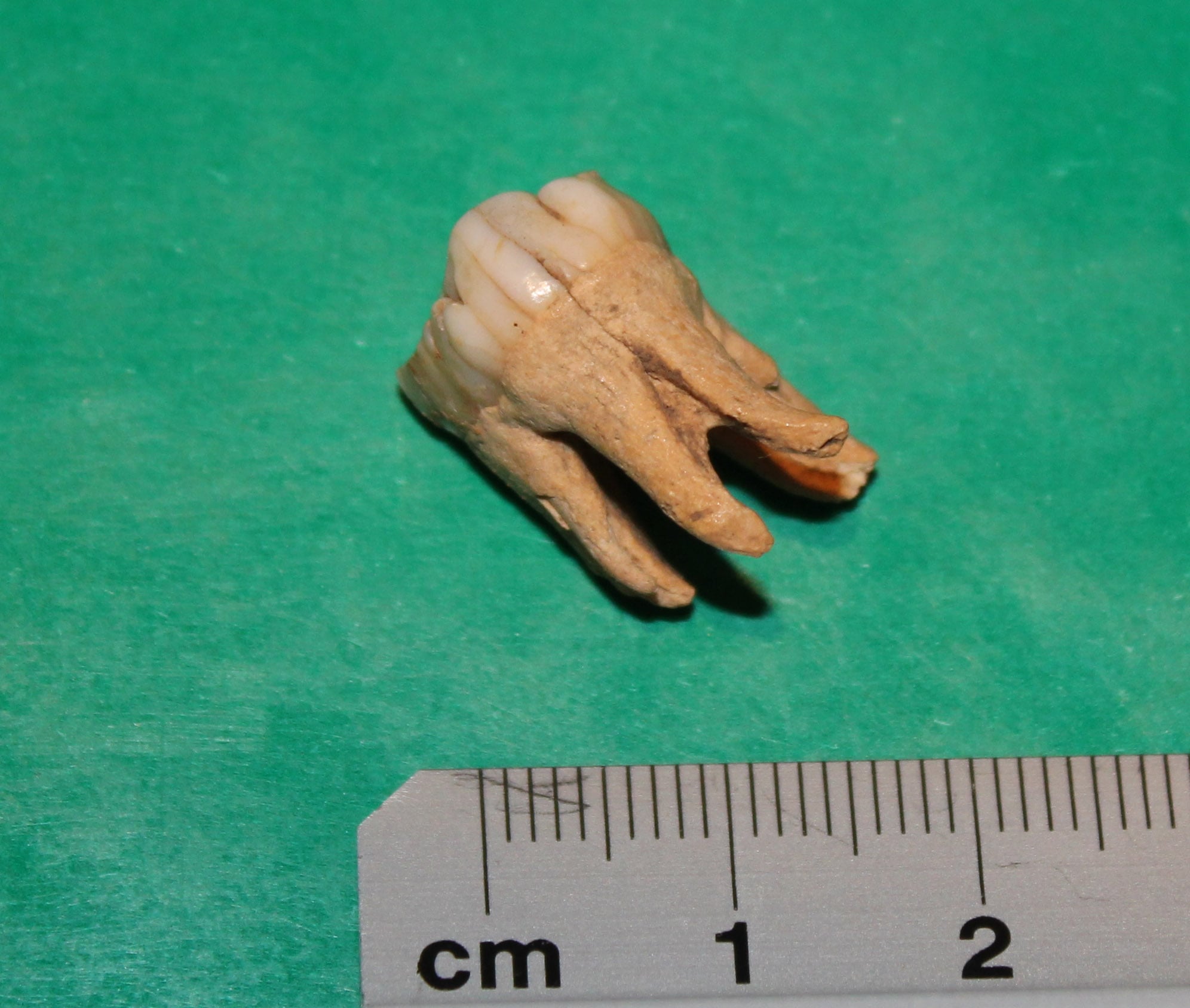Tooth From The Fields