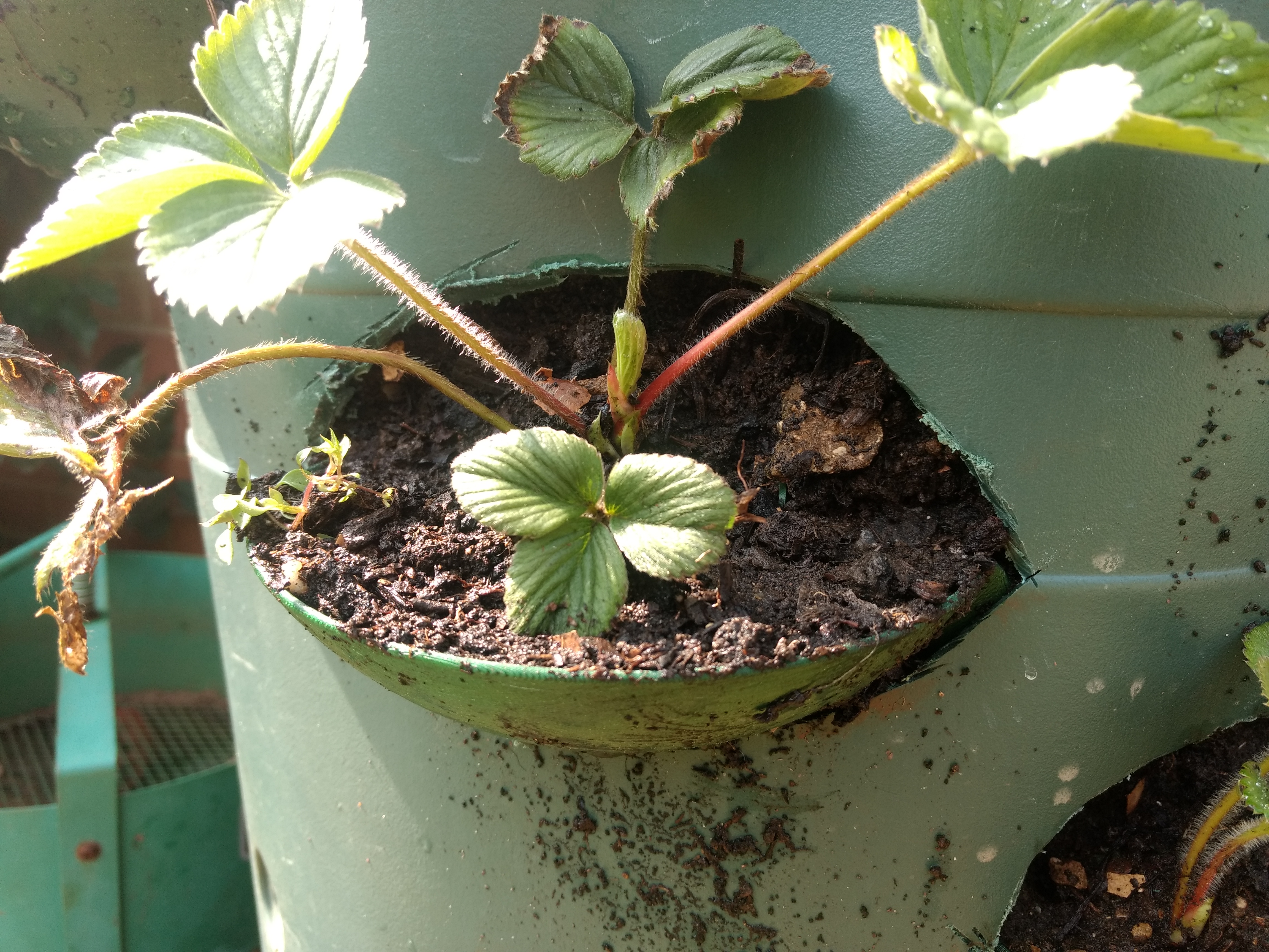 Strawberry planter scoops