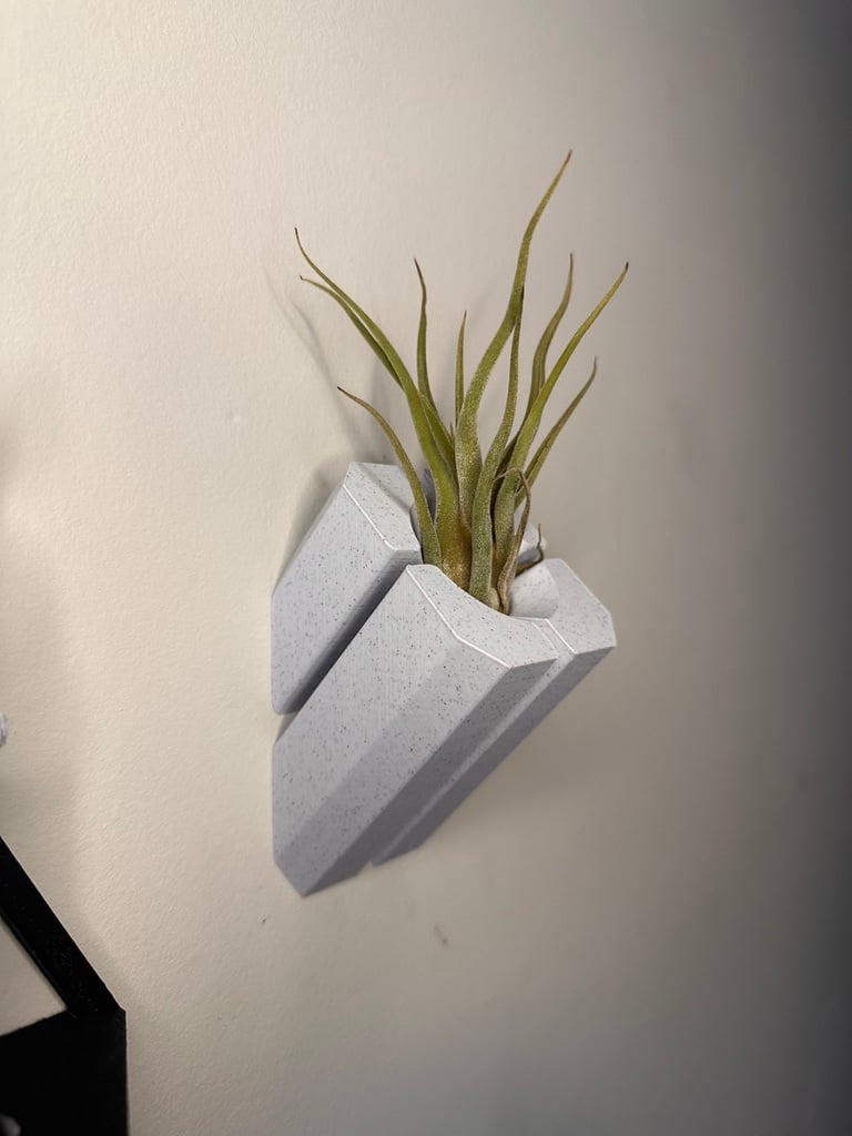 Air Plant Wall Mount