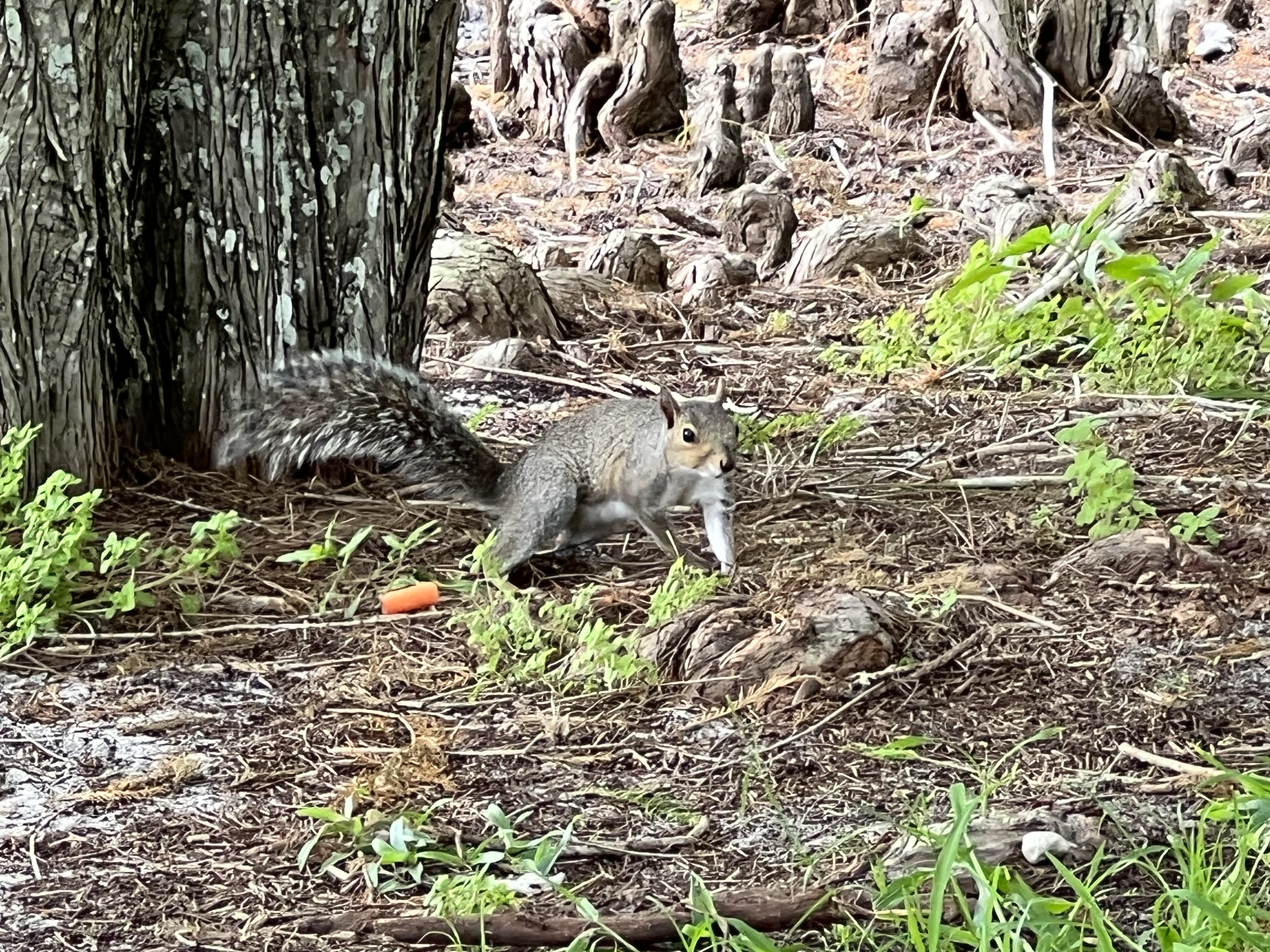 Ninja_Squirrel
