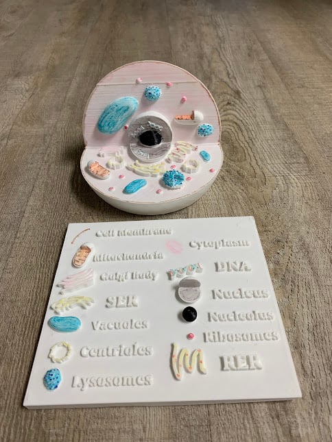 Cell model