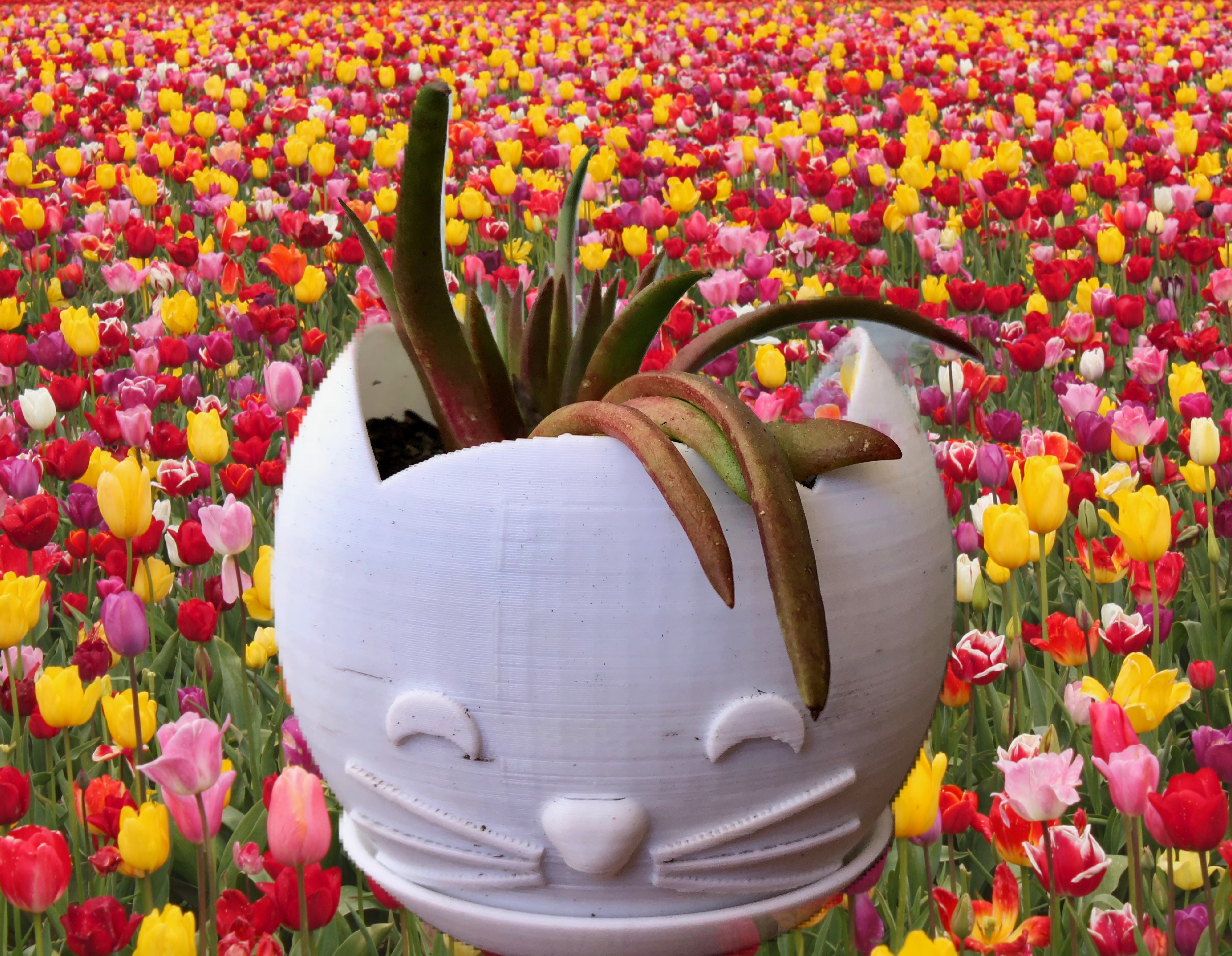 Customizable Cat Vessel