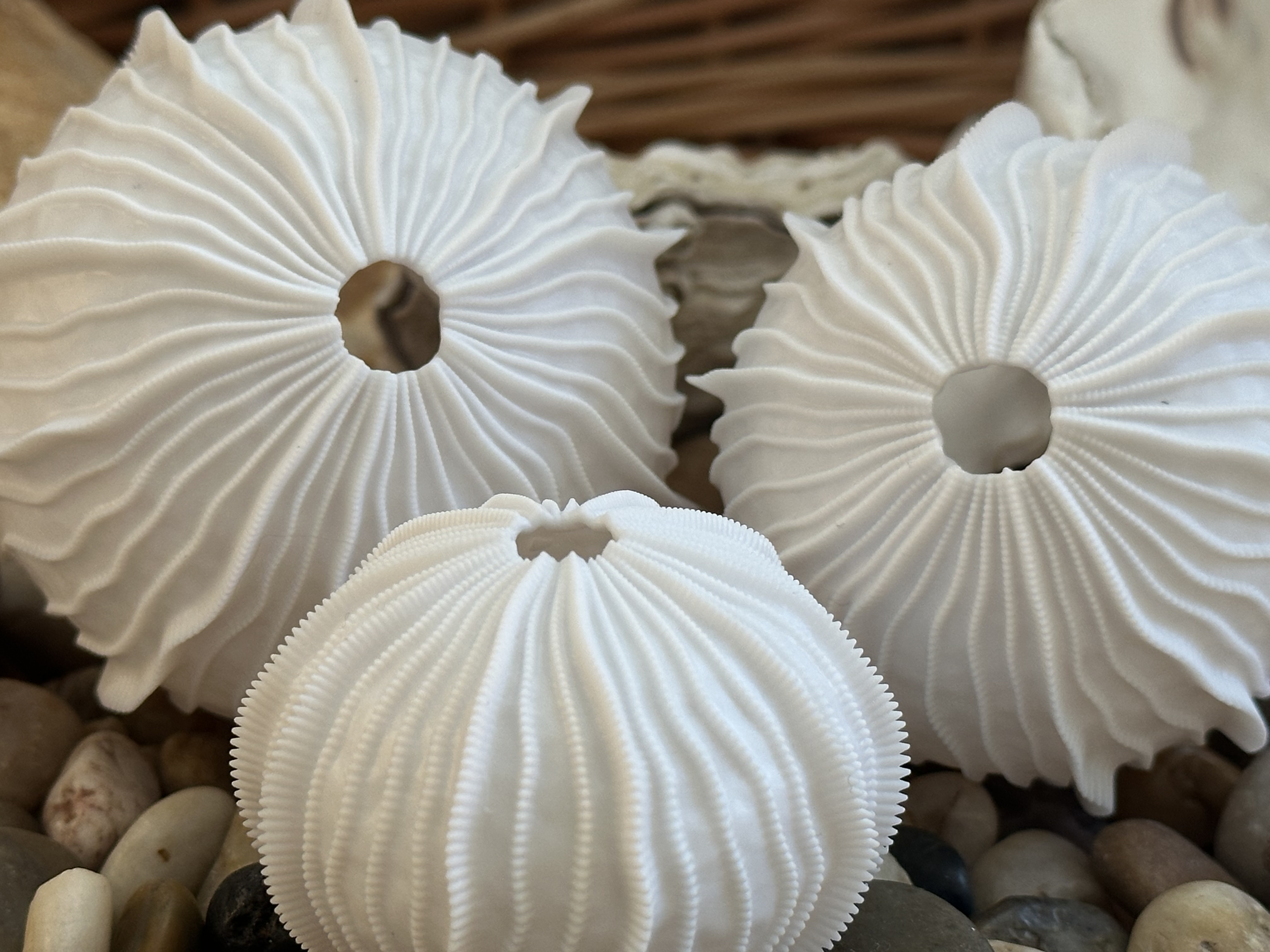 Sea Urchin Shells (Finlets)
