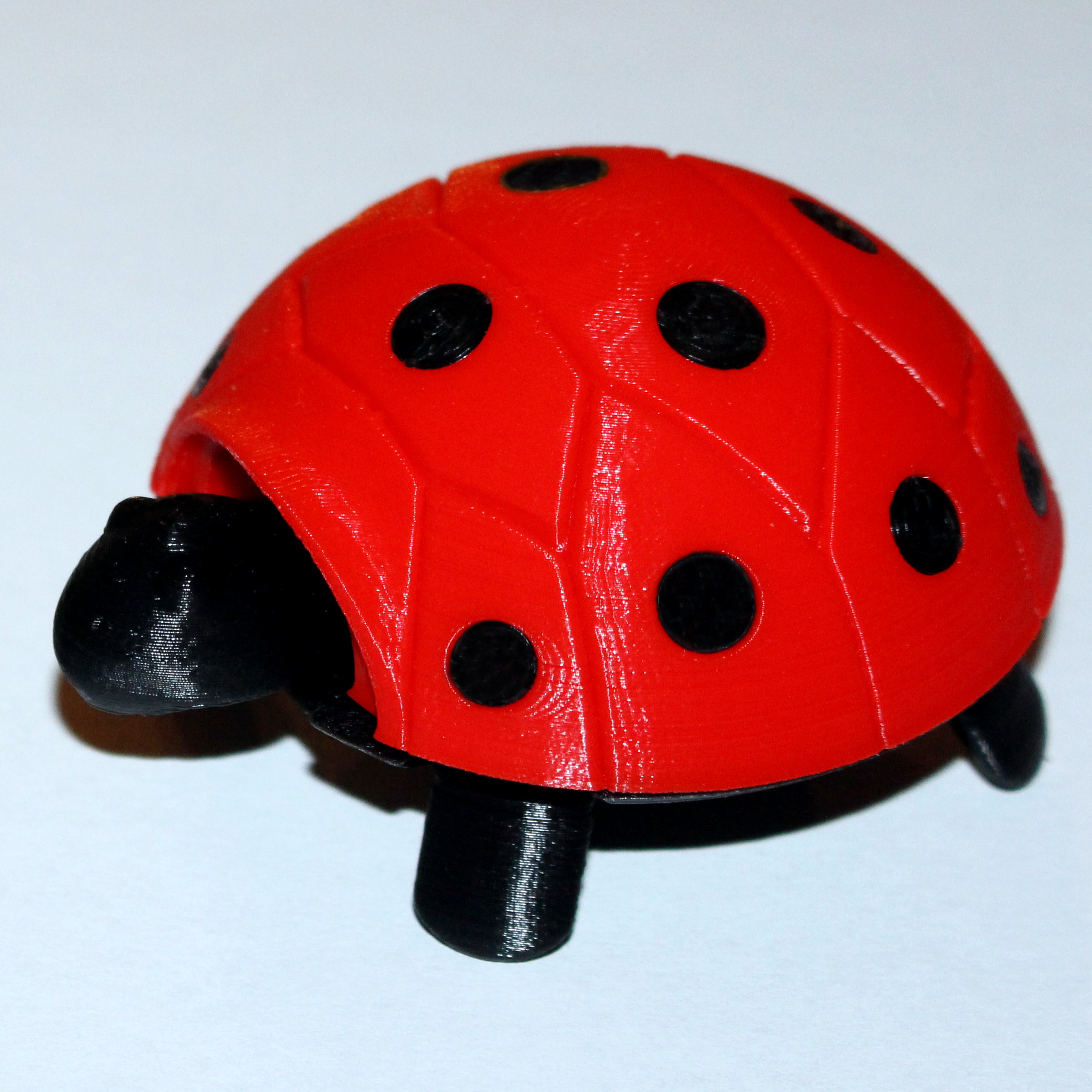 Lady Turtle
