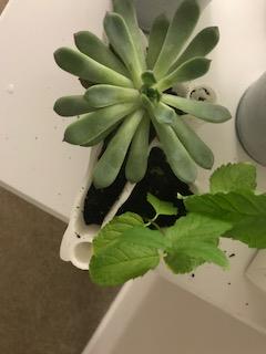 Blue Ridge Succulent Planter