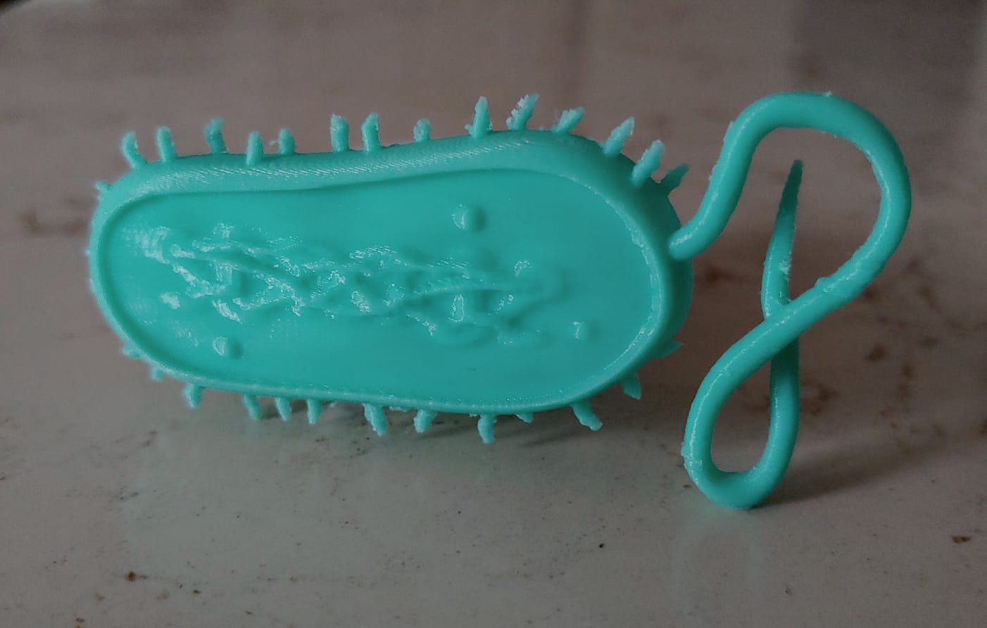 Bacterial Cell Model