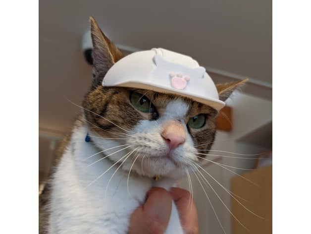 A Hard Hat For Cat