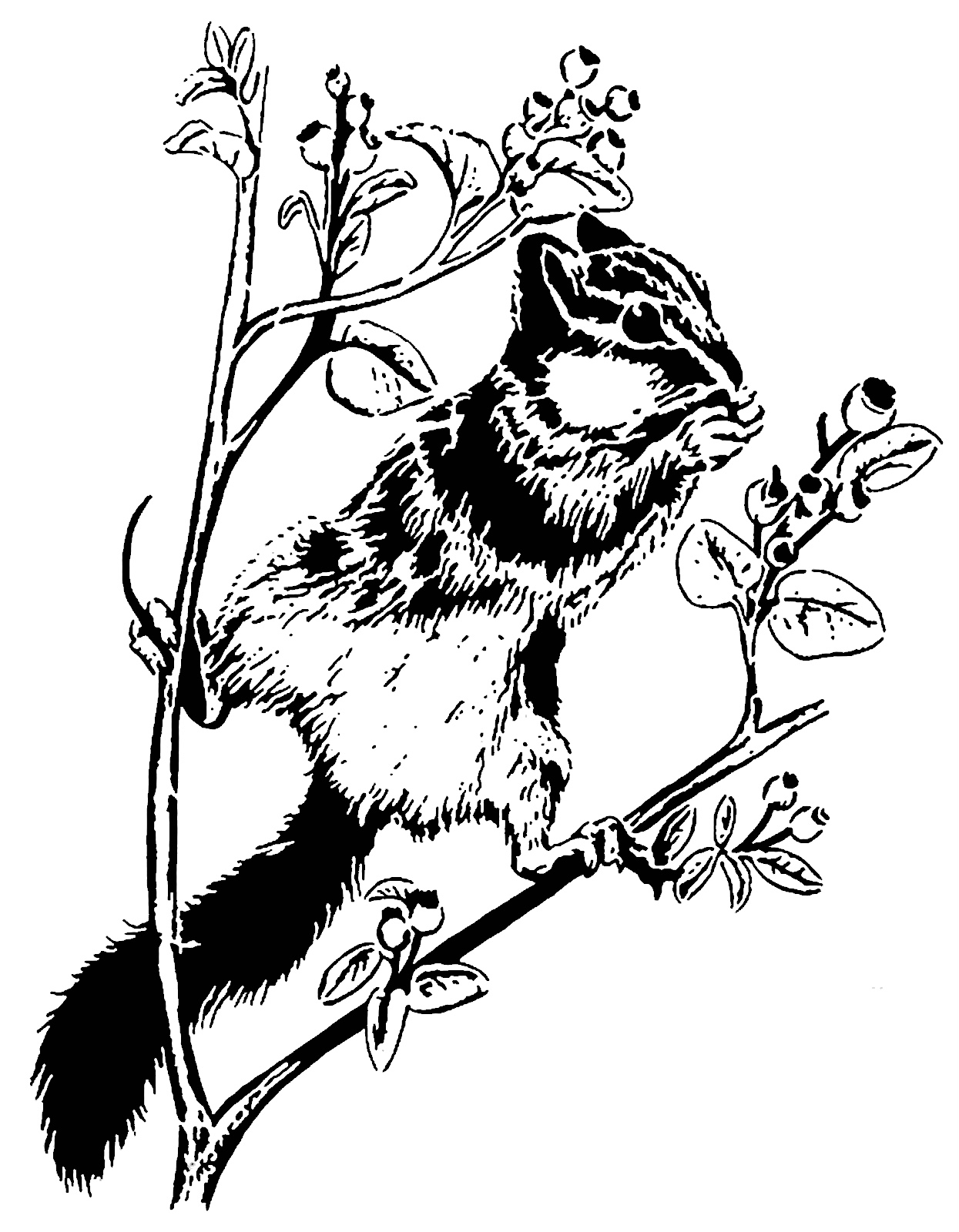 Chipmunk stencil