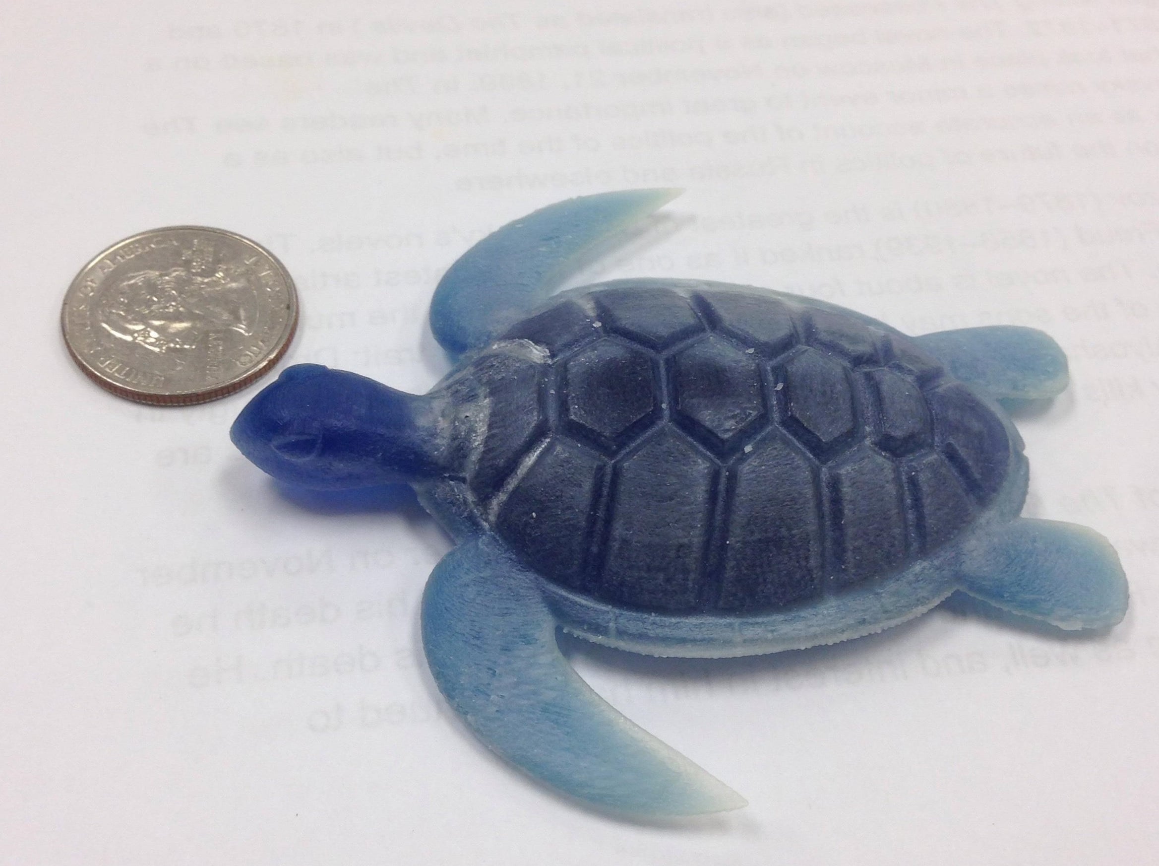 Sea Turtle