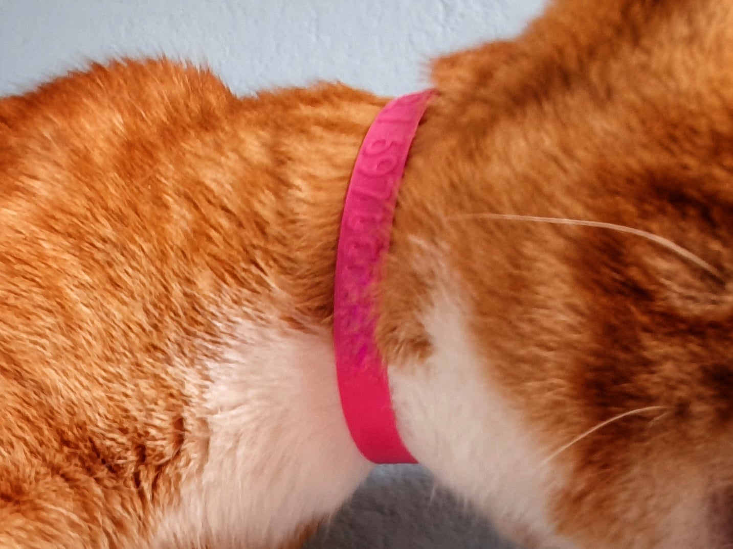 Cat Collar (Fusion 360) / Customazible pet name tag