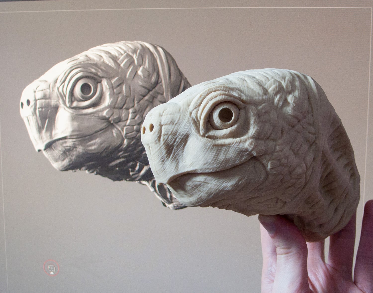 Turtle Head