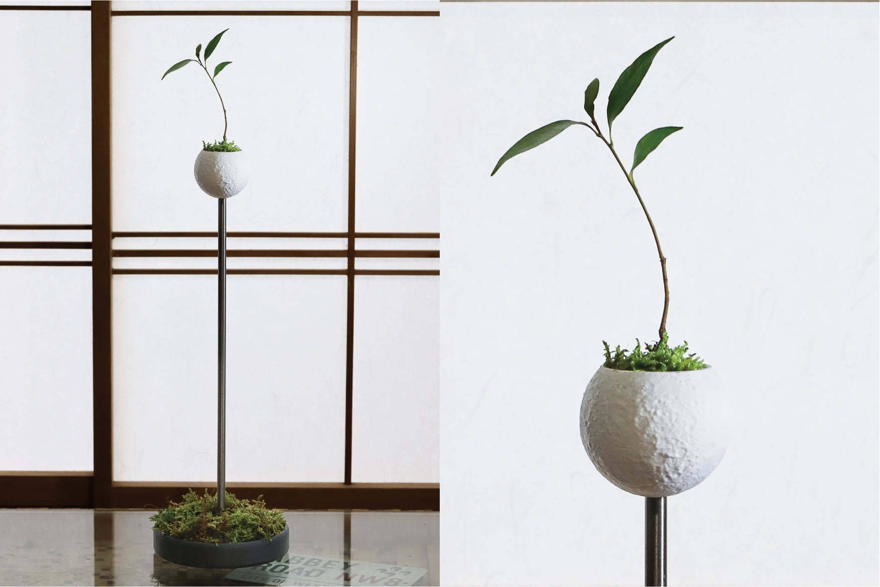 Neo Bonsai "The Moon"