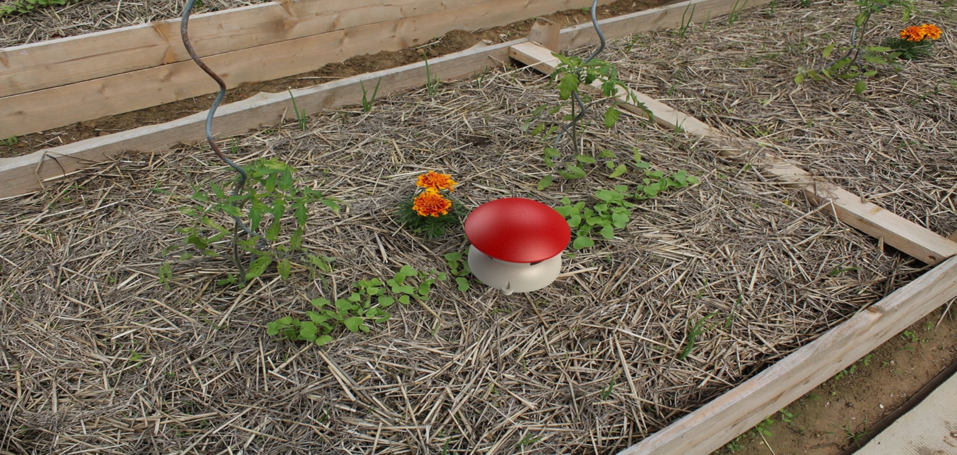 Mushroom slug trap / Piège à  limaces Champignon