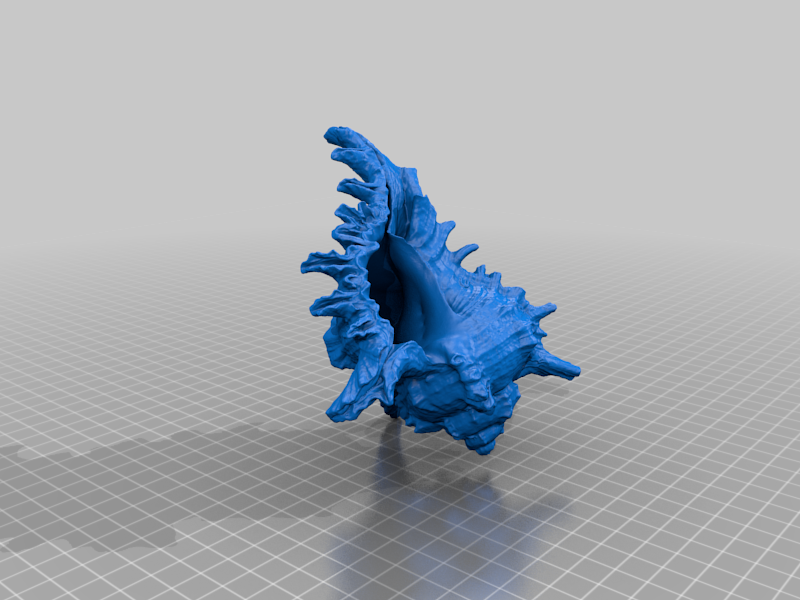 Seashell 3d Scan