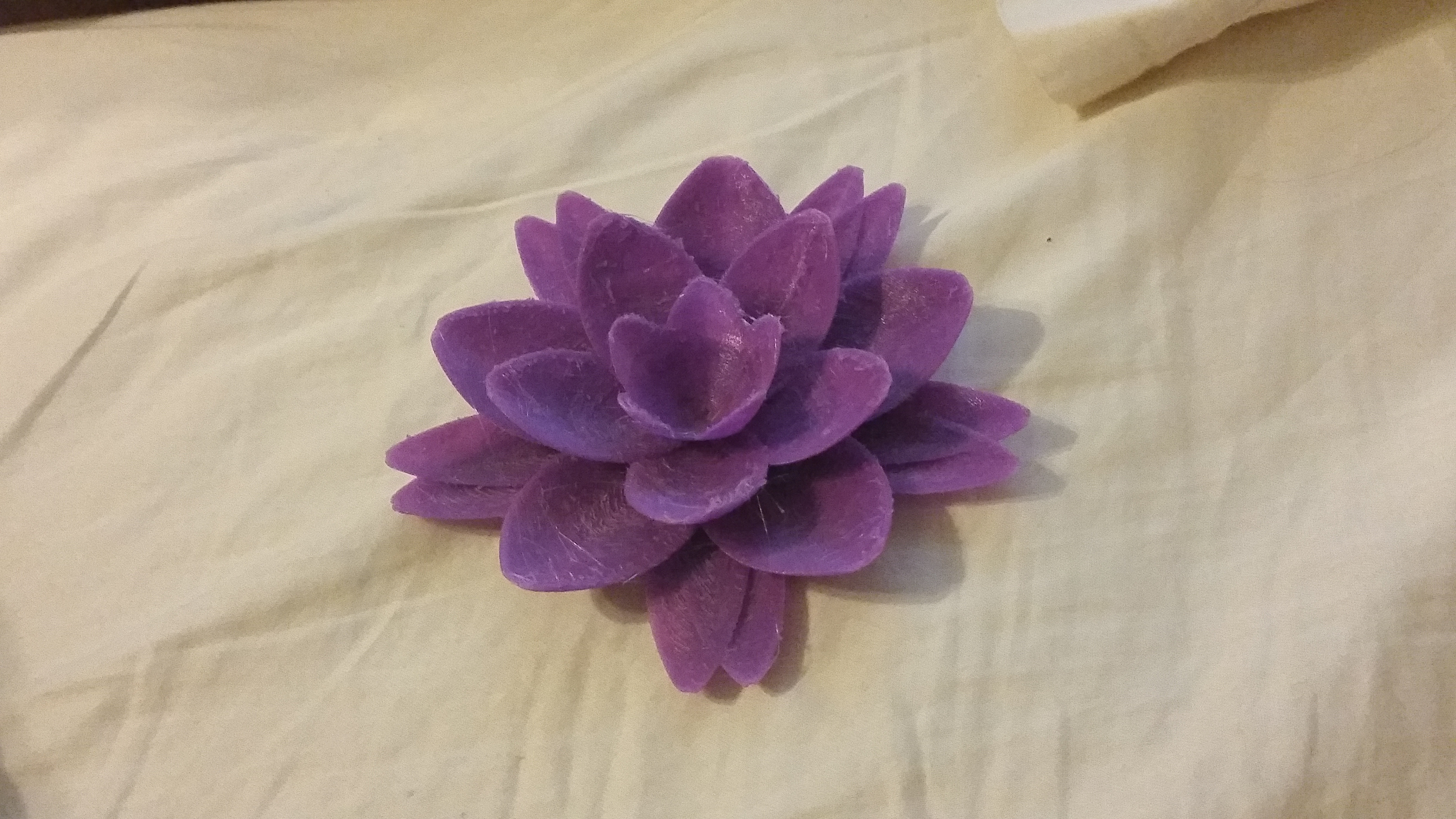 Water Lily