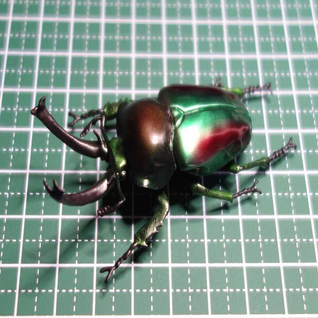 Rainbow stag beetle (Phalacrognathus muelleri)