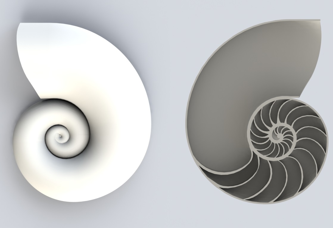 Nautilus Shell