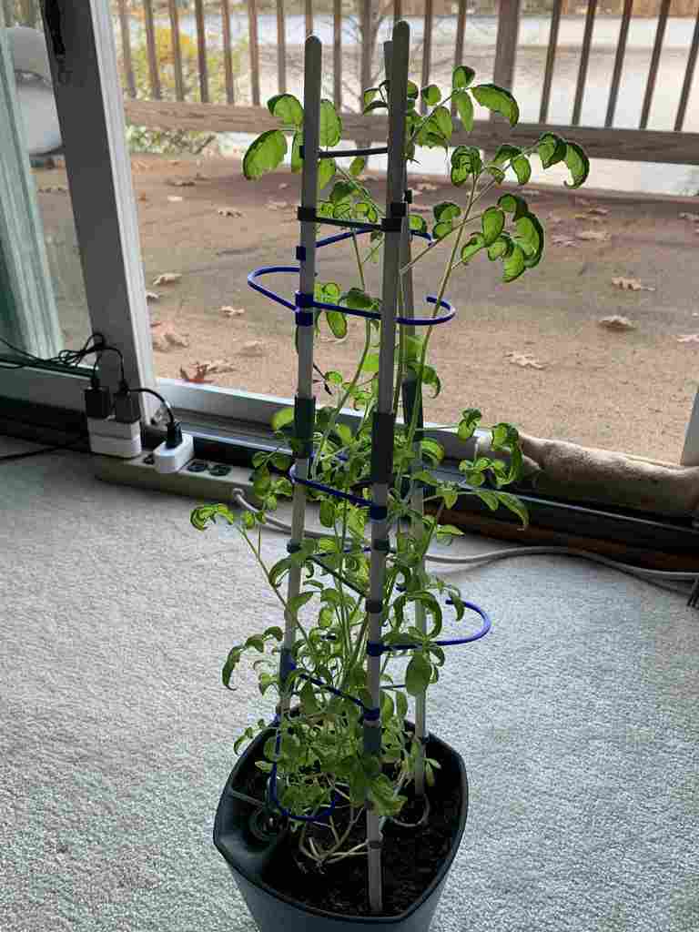 Plant Stake - Tomato Stake