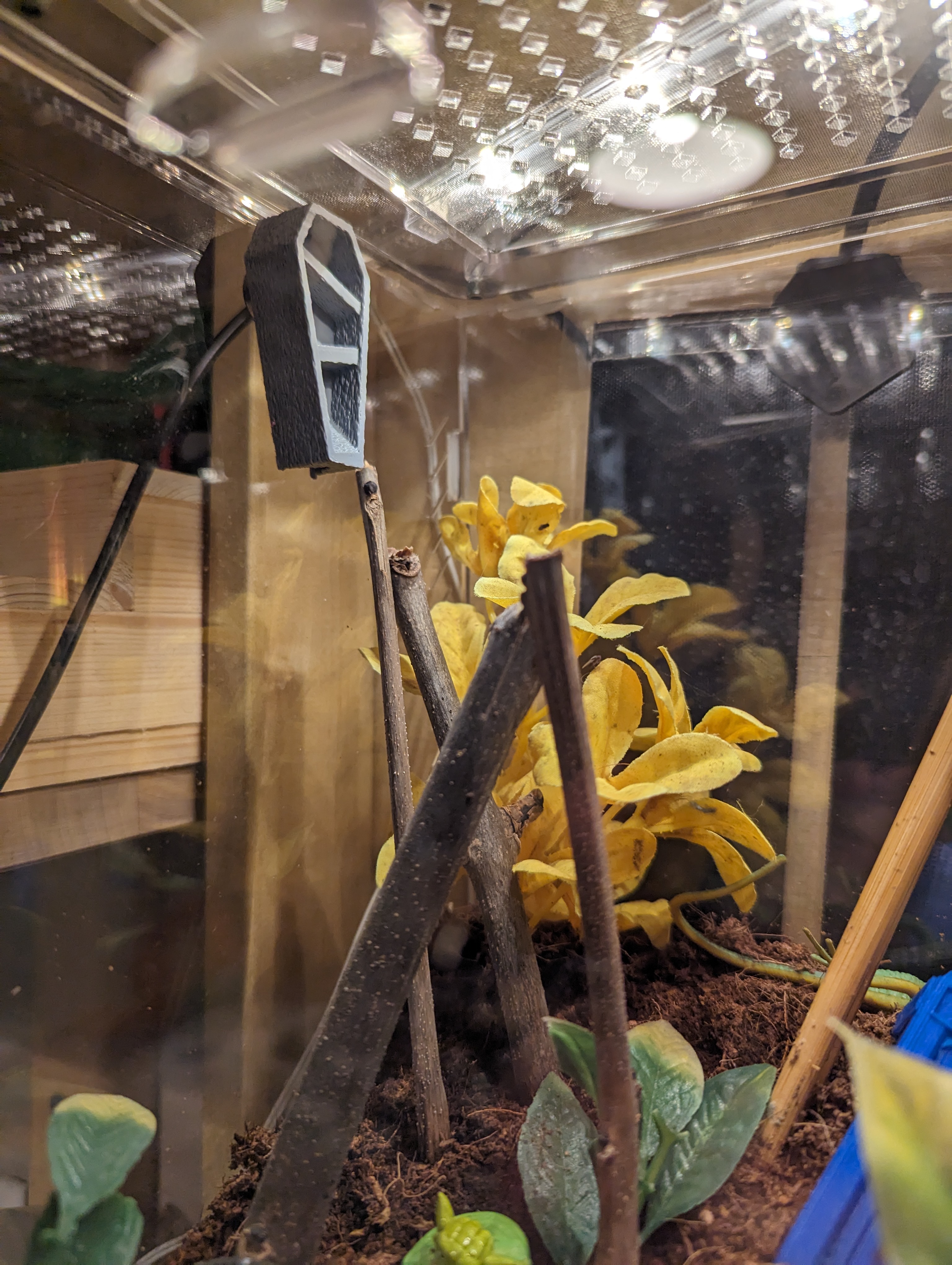 Jumping spider hide