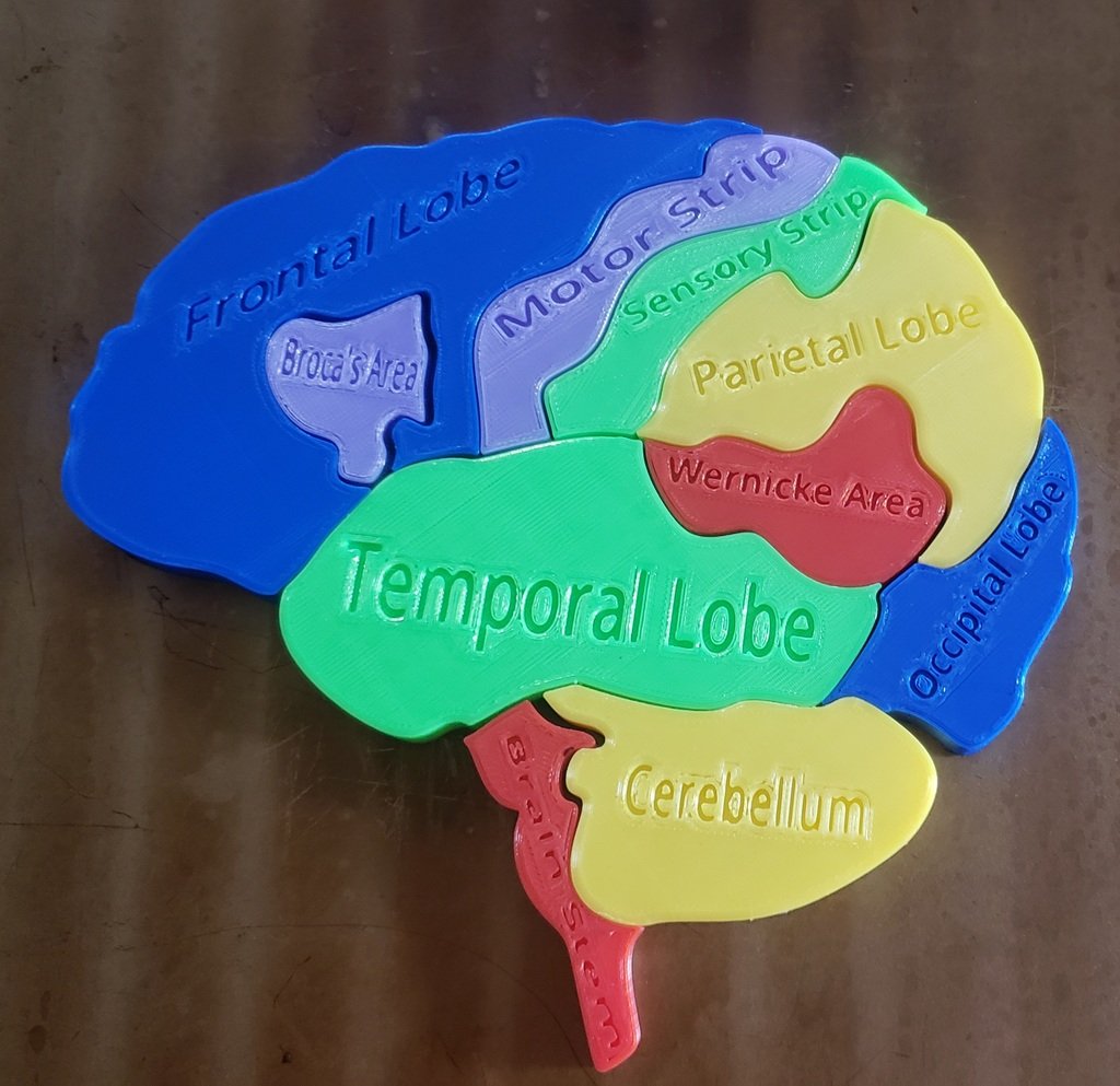 Brain Anatomy Puzzle with Labels