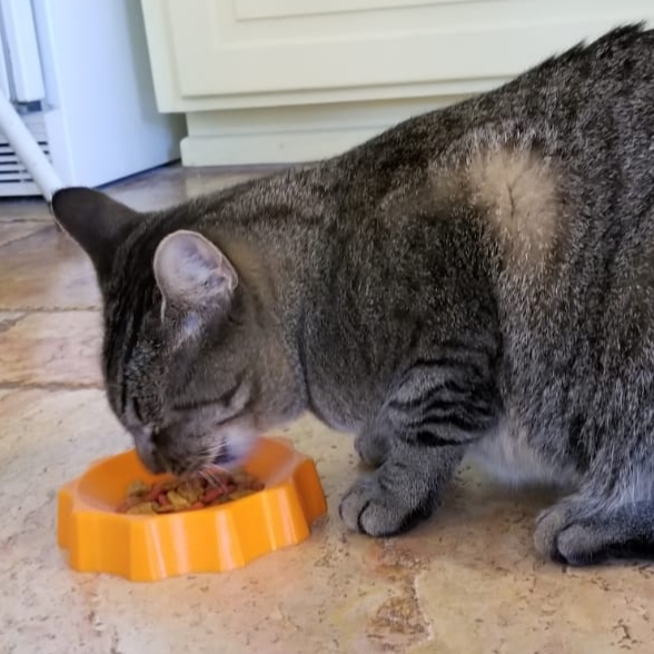 Cat Bowl