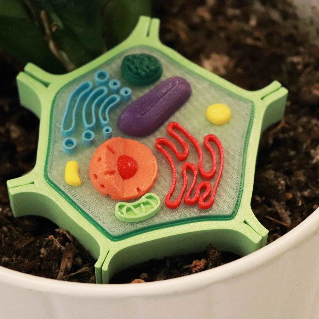 Plant Cell Model (8 Colors)