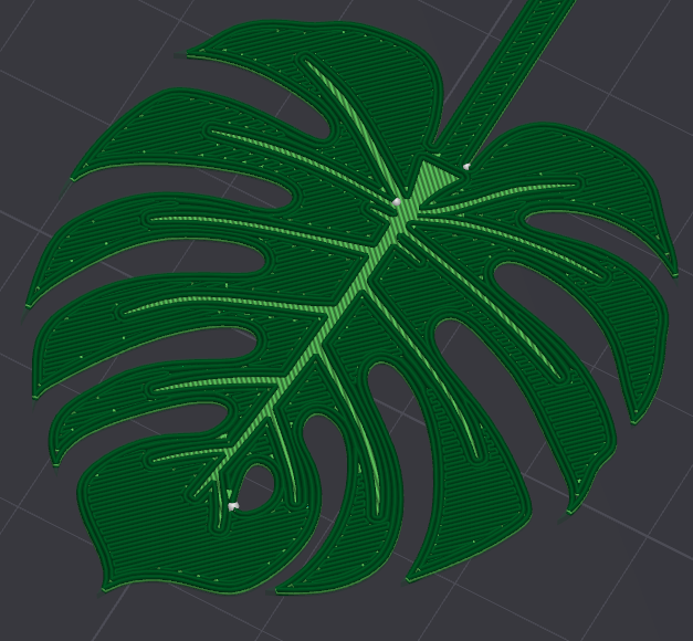 philodendron squamiferum blood Philodendron squamiferum 4