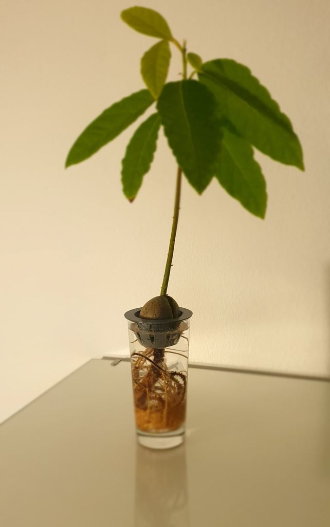 Avocado Seed Grower