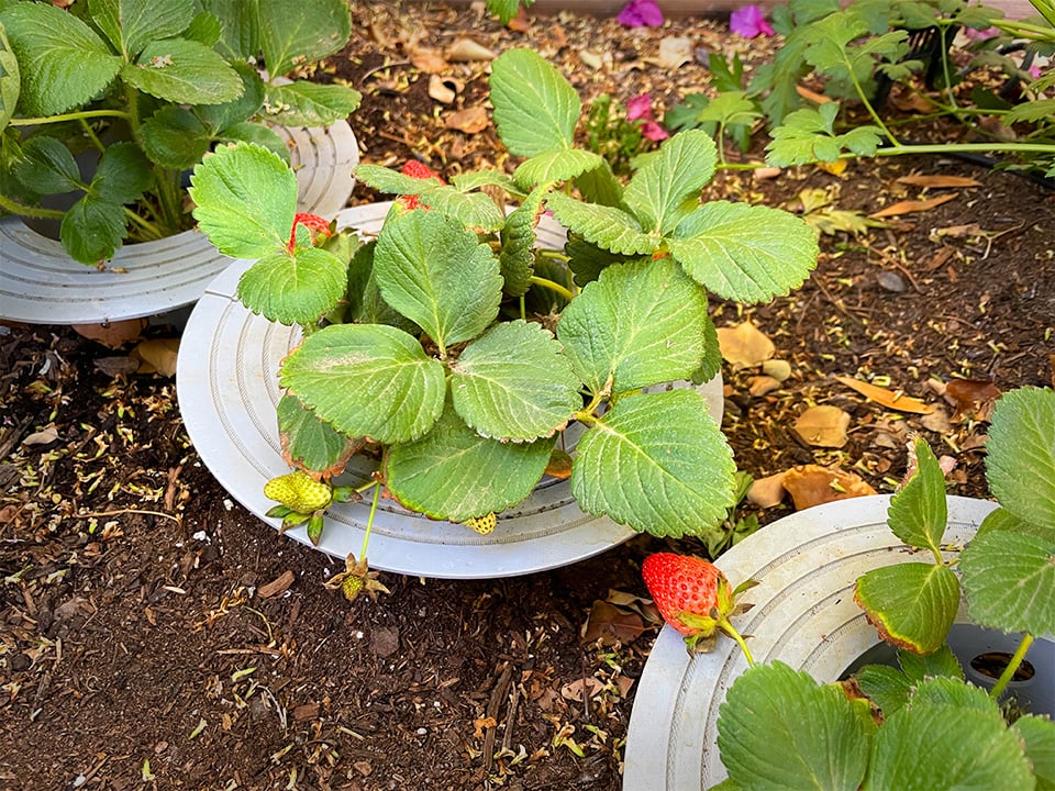 Strawberry Plant Support