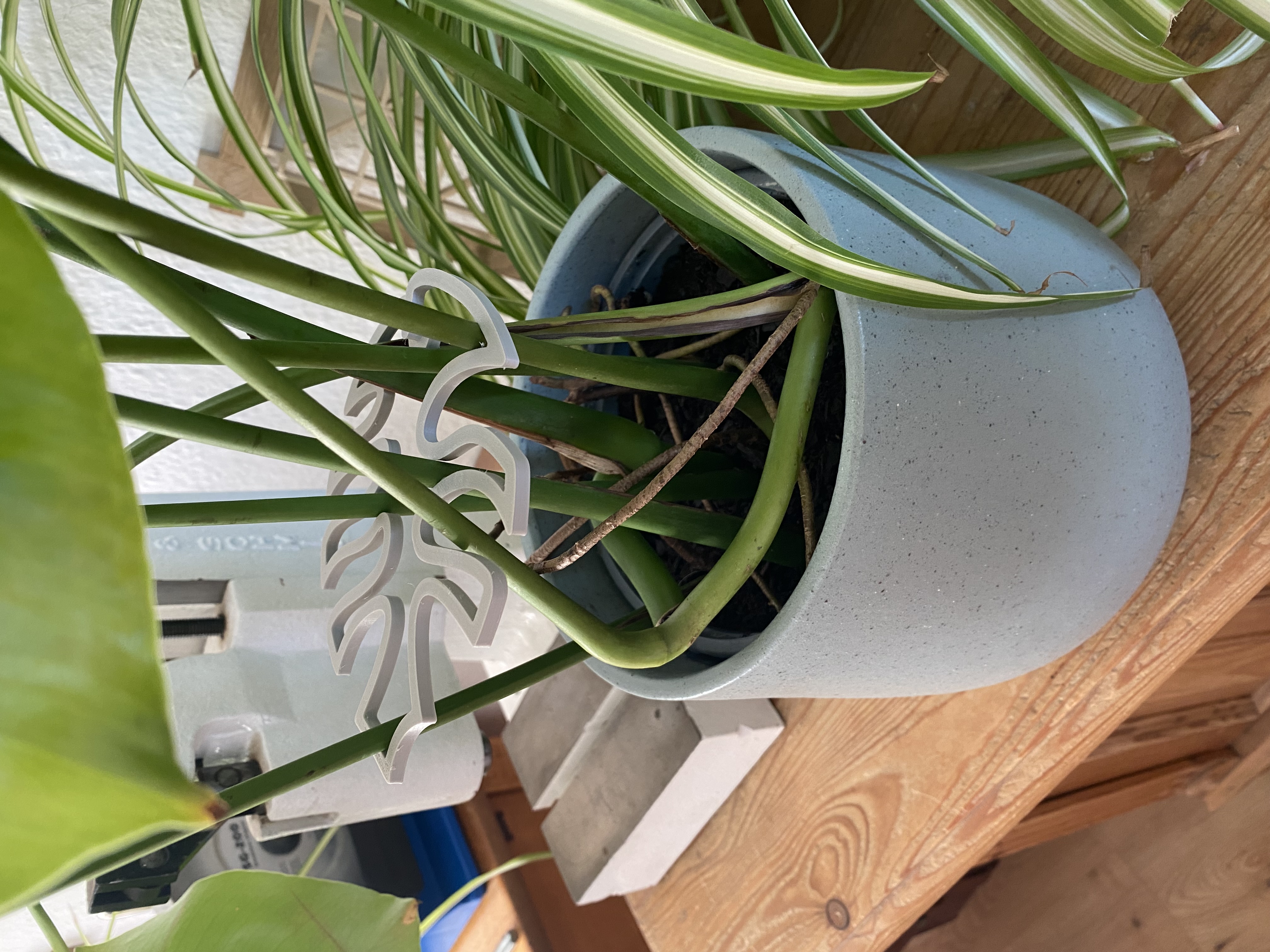 Monstera Leaf - Climbing Aid