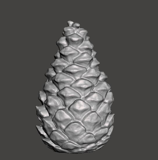 Pine cone 3D scan