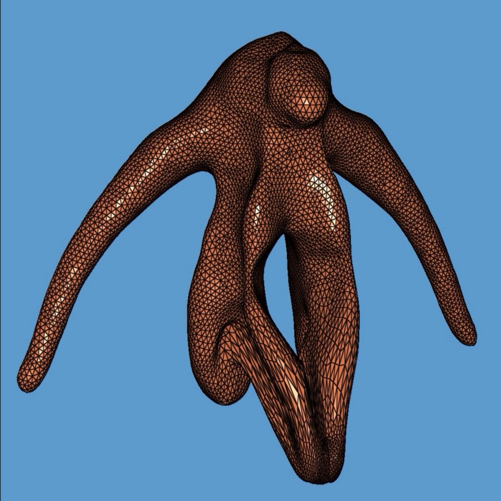Anatomic Clitoris