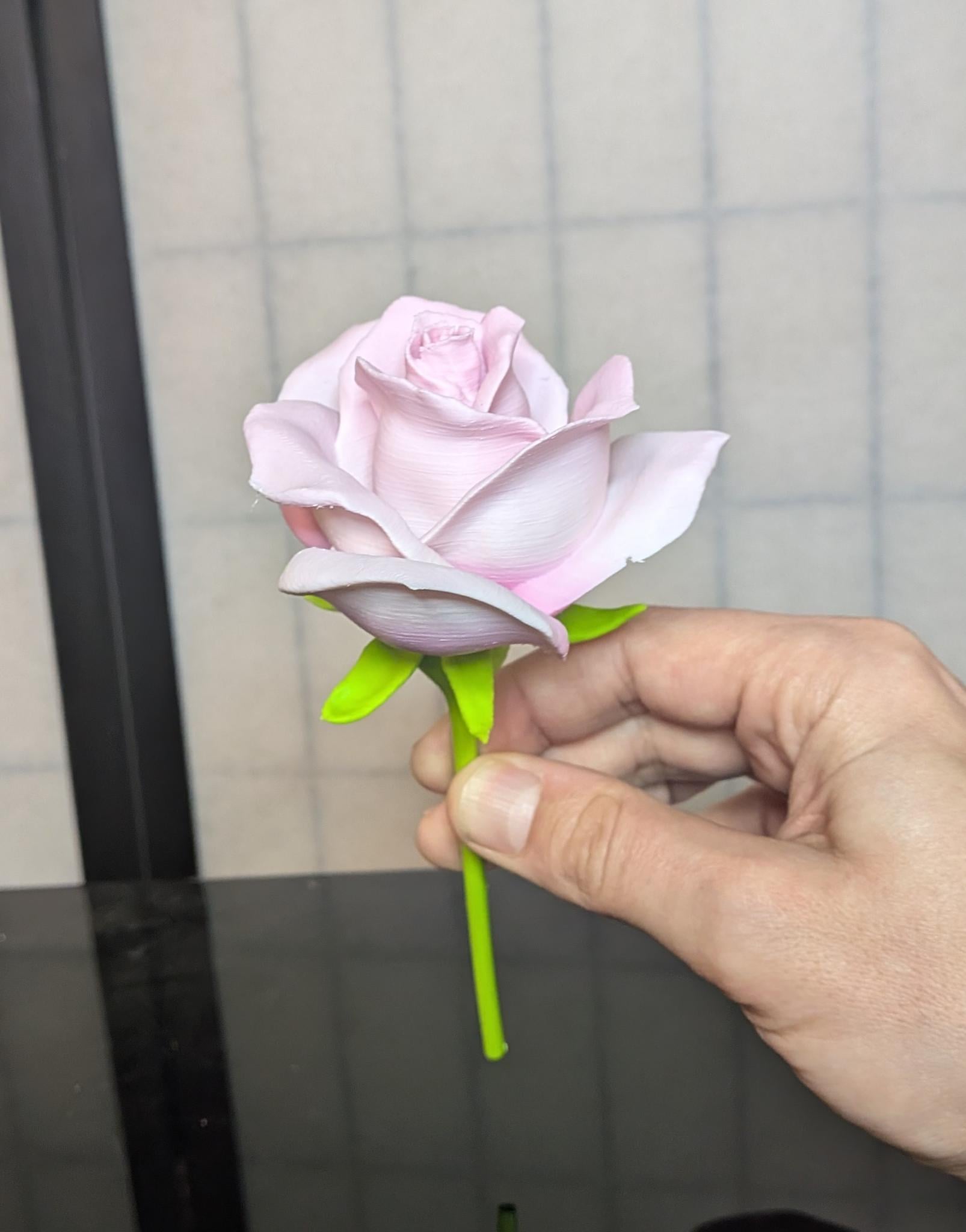 Rosa, sp. (Domesticated Rose)
