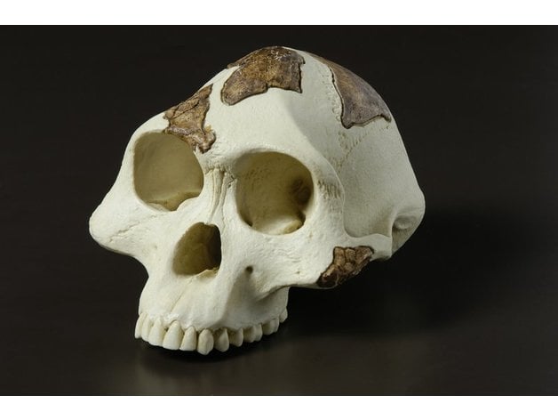 Australopithecus Skull
