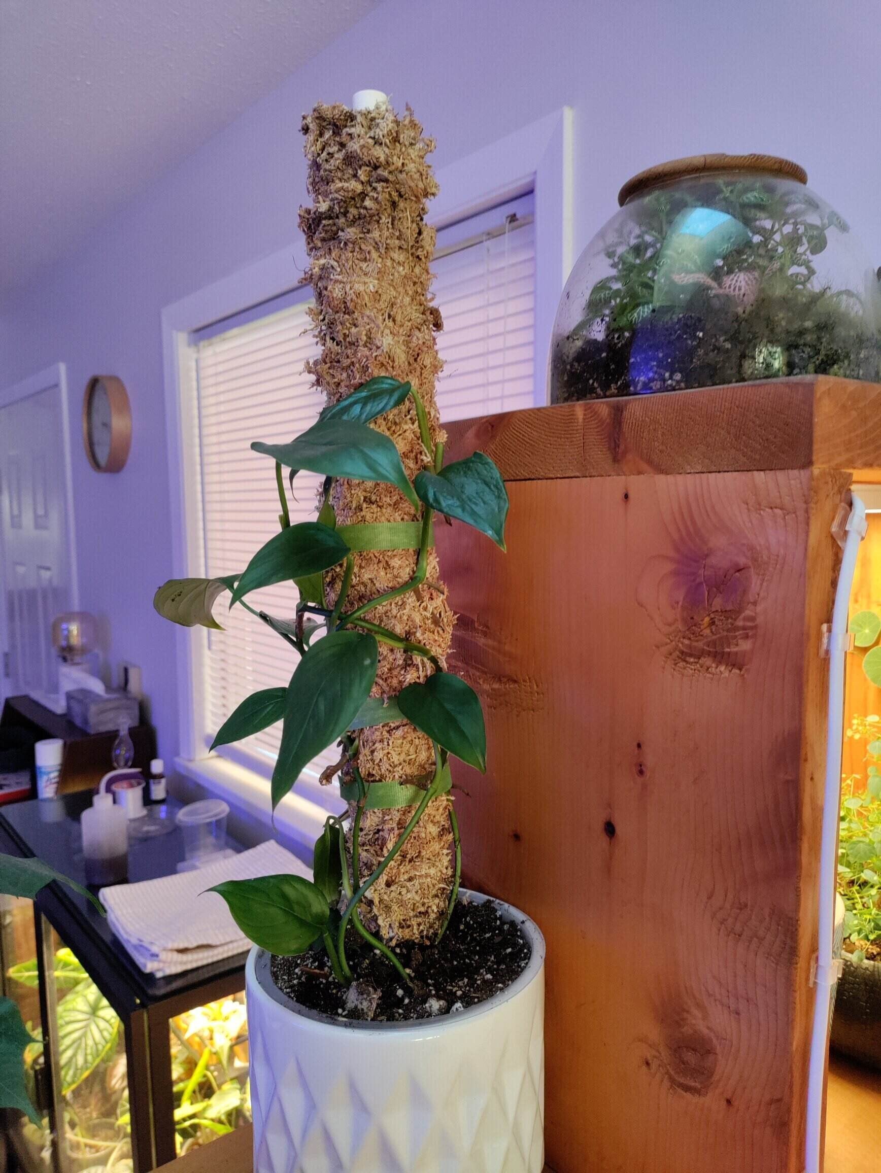 refillable moss pole
