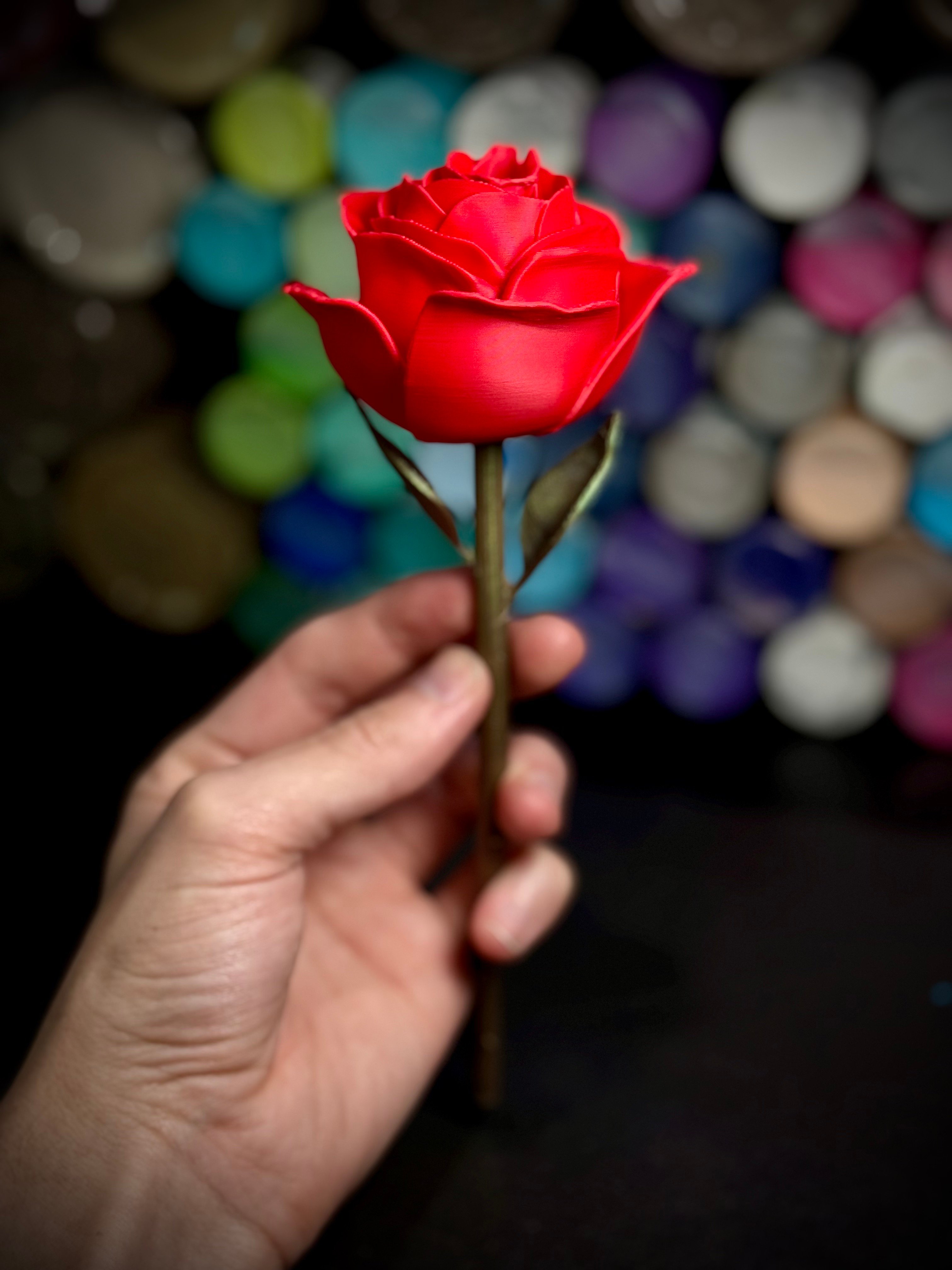 Rose