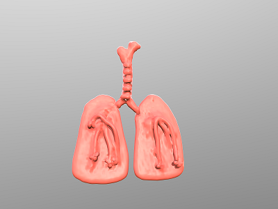 Lungs