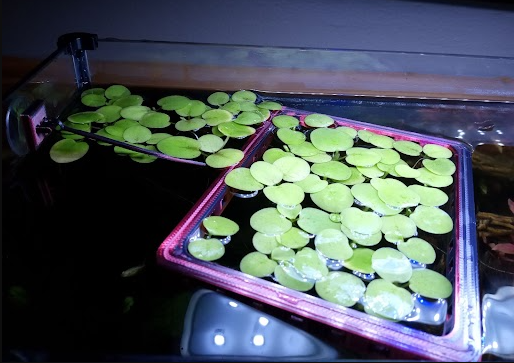 Floating Plant Holder/Ring/Corral