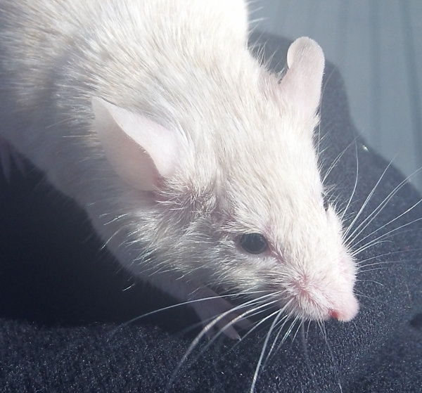 GhostMouse