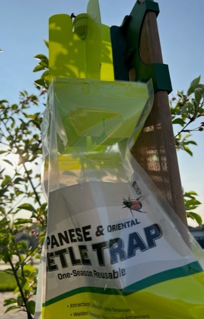 Japanese beetle trap -attachment for 1x6 